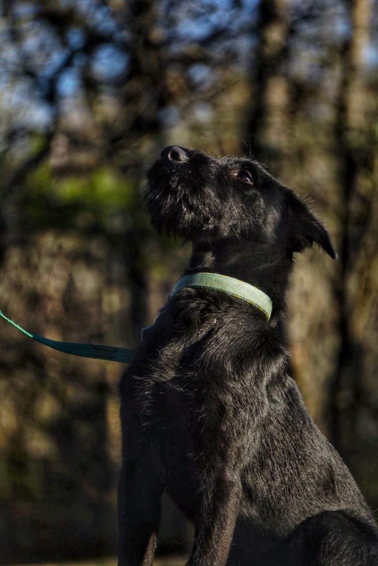 Vaatu, a Black Russian Terrier and Belgian Malinois mix tested with EmbarkVet.com