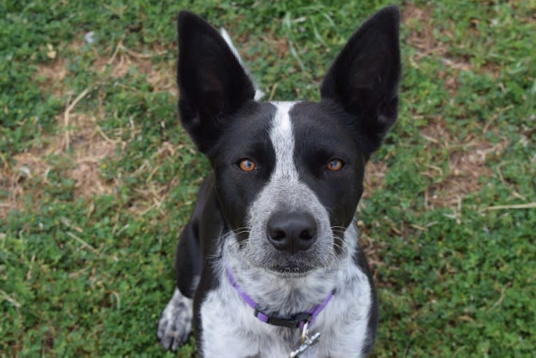 Annie, an Australian Cattle Dog and American Pit Bull Terrier mix tested with EmbarkVet.com