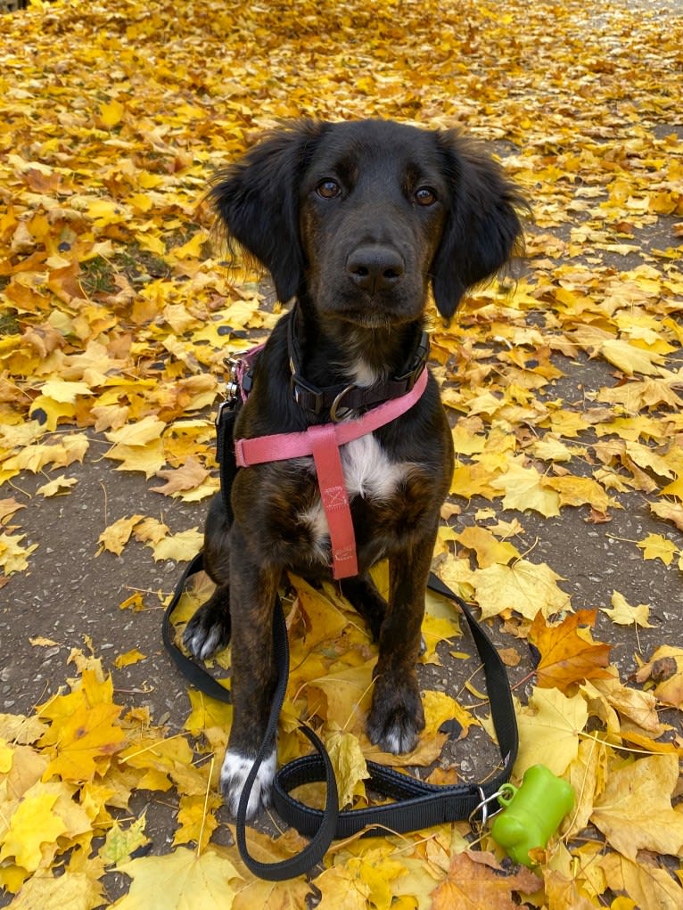 Mona, an Irish Setter and Labrador Retriever mix tested with EmbarkVet.com