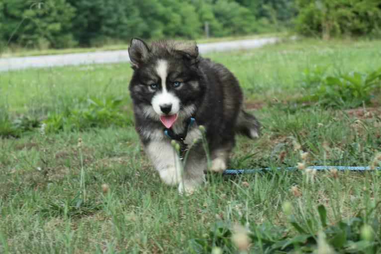 Iroh, a Siberian Husky tested with EmbarkVet.com