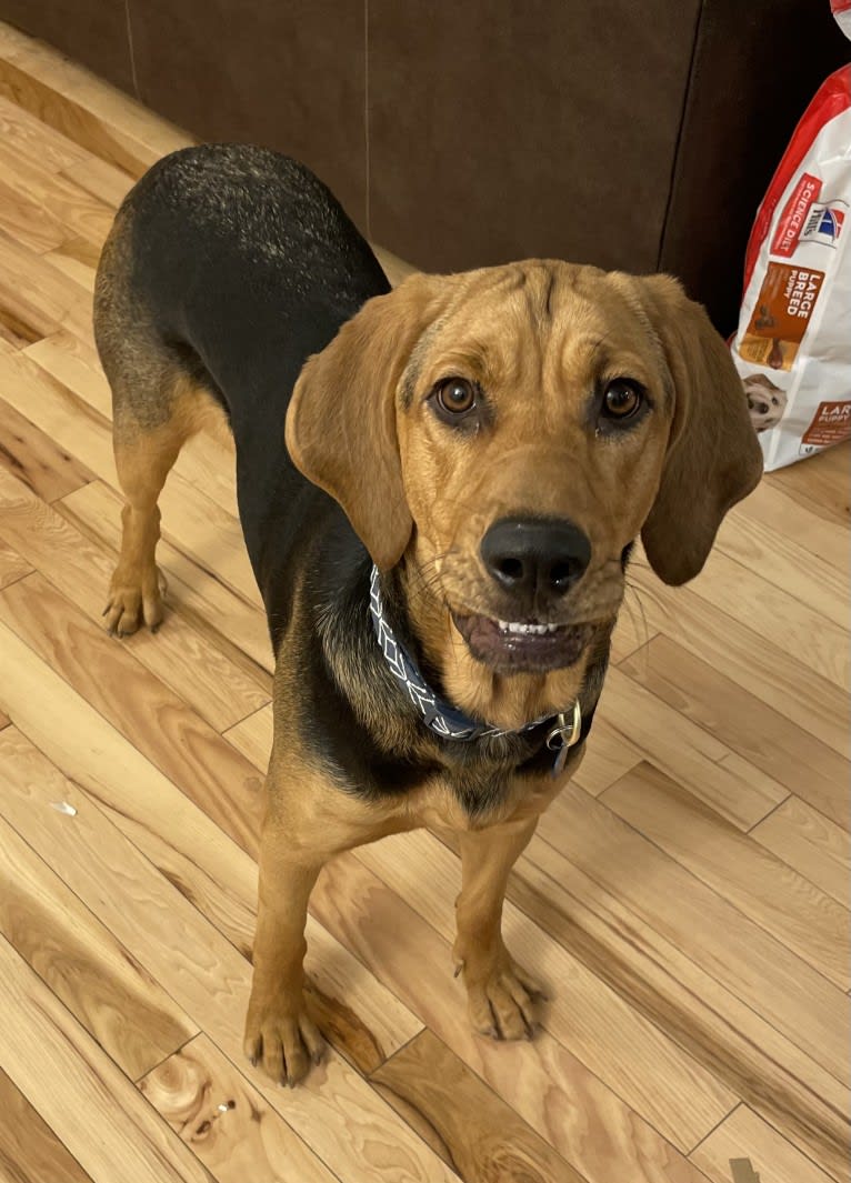 Marley, a Bloodhound and Treeing Walker Coonhound mix tested with EmbarkVet.com