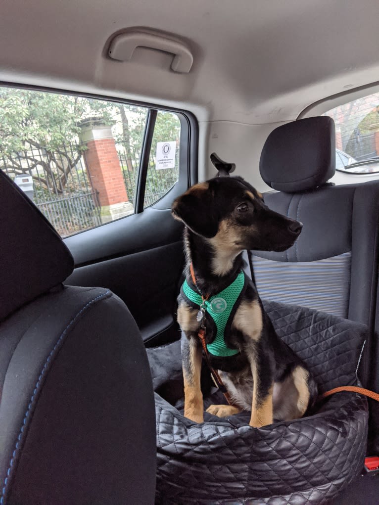 Clara, a Beagle and Australian Cattle Dog mix tested with EmbarkVet.com