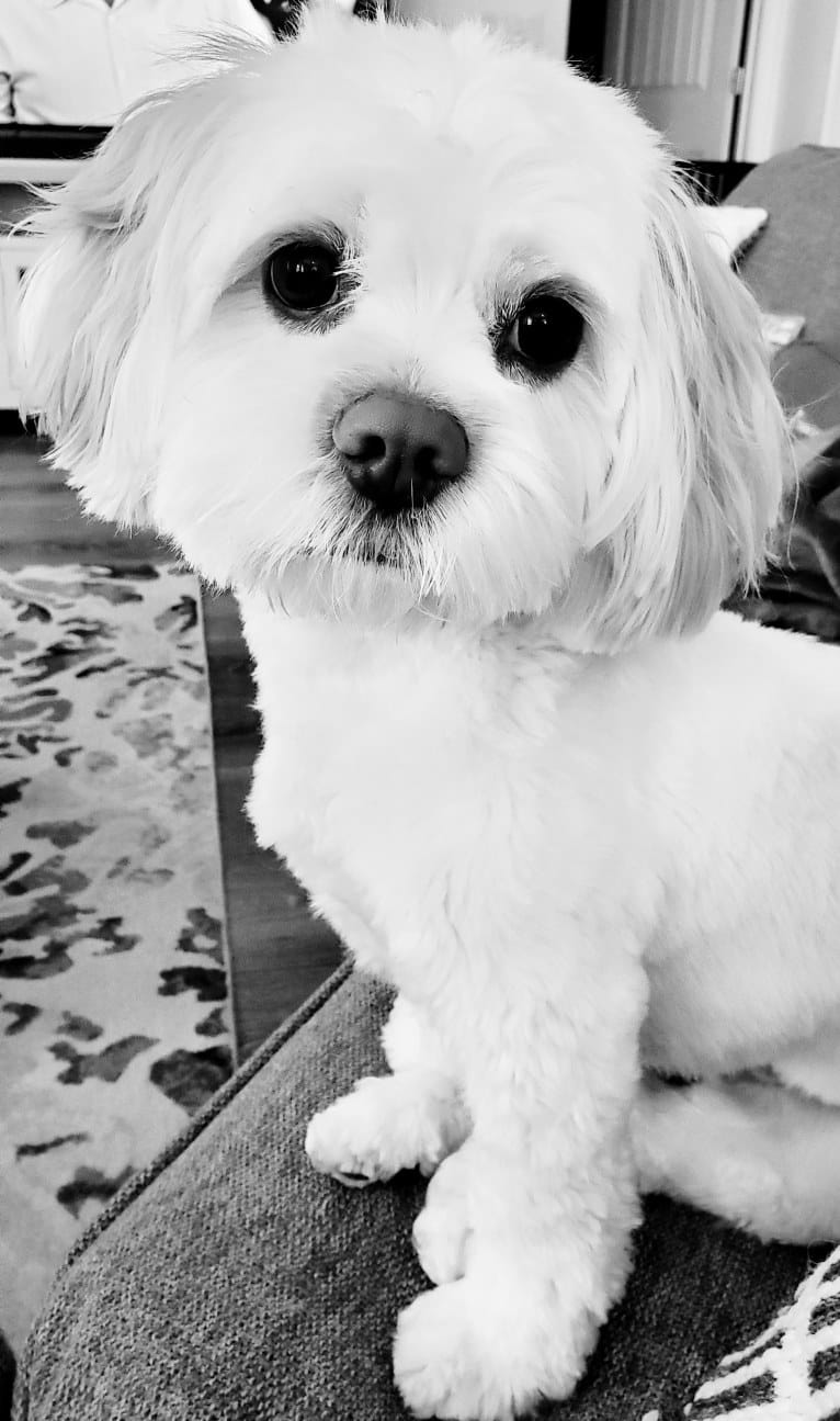 Moxie Fluff-Nugget, a Maltese and Lhasa Apso mix tested with EmbarkVet.com