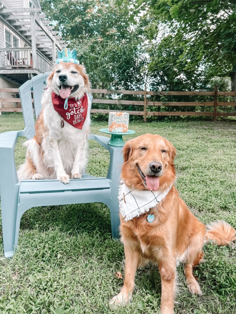 Marley, a Golden Retriever tested with EmbarkVet.com