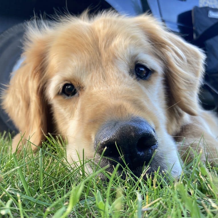 Timber “Gross Manor’s I’ll Be The One You Won’t Forget”, a Golden Retriever tested with EmbarkVet.com