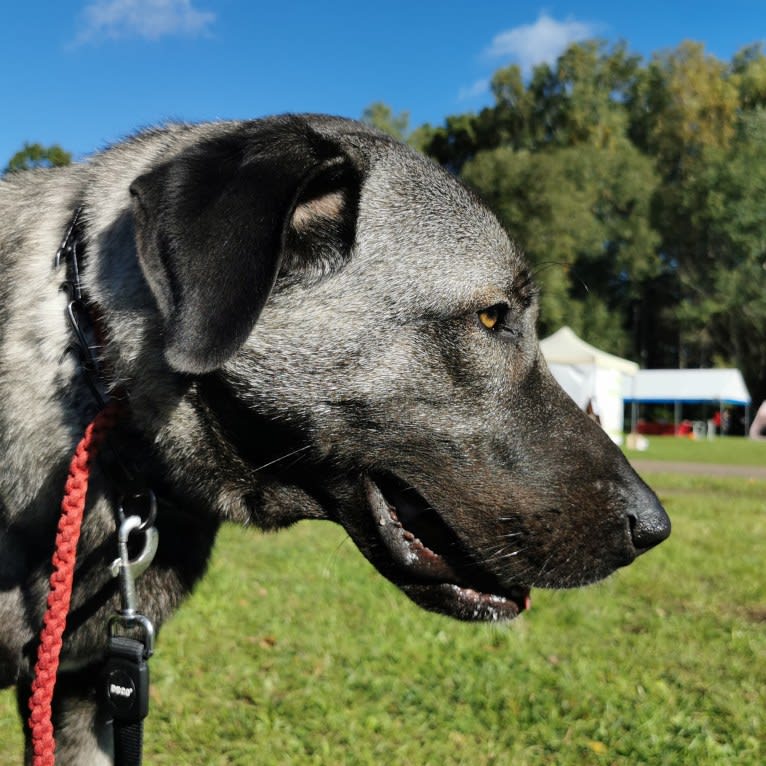 Dracul Panter Adal-Asgul, an Anatolian Shepherd Dog tested with EmbarkVet.com
