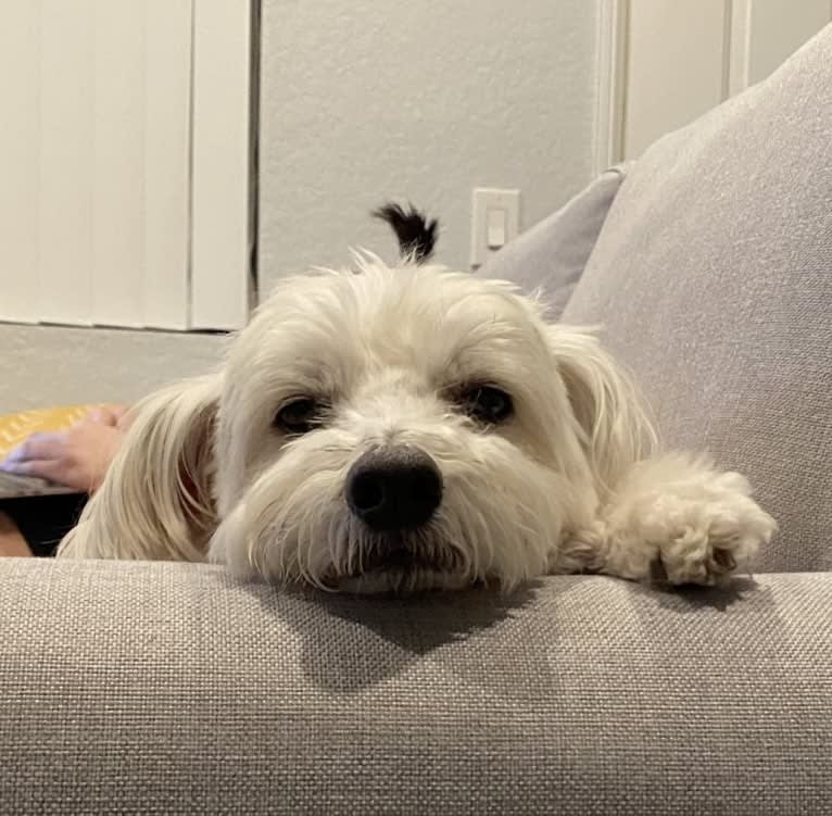 Jack, a Chinese Crested tested with EmbarkVet.com