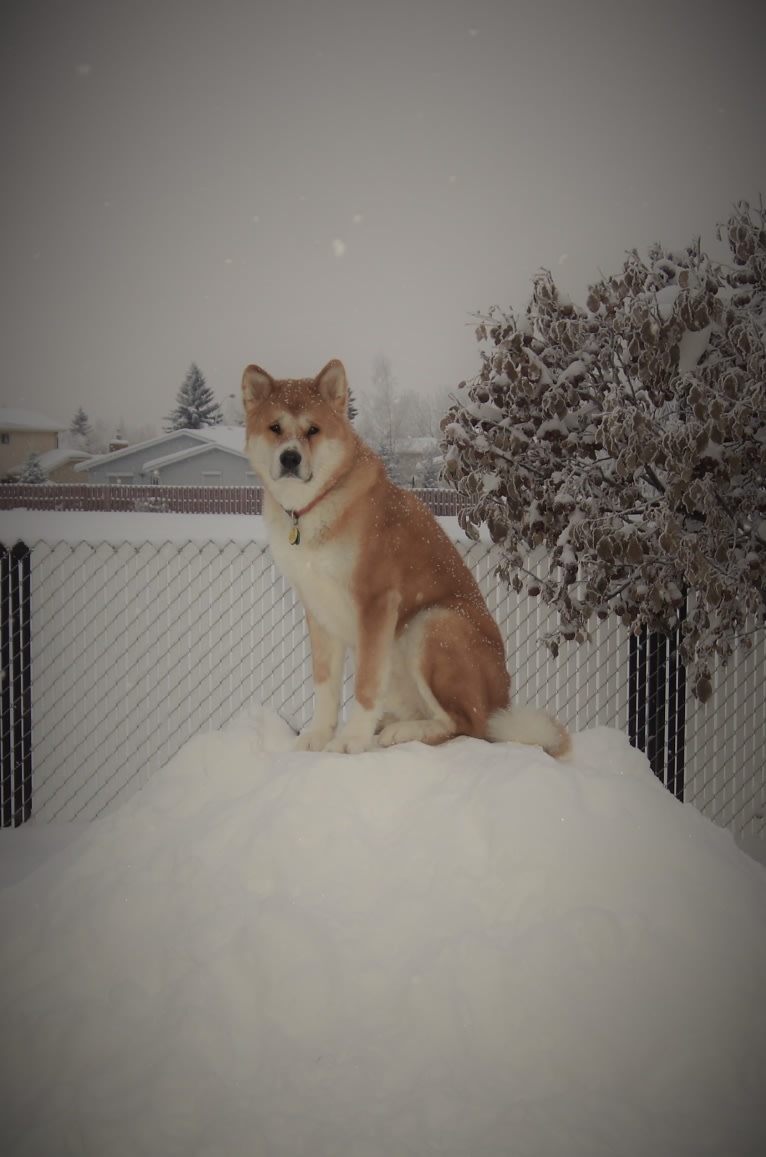 Taka - Langans Fire Taka of Dawn, an Akita tested with EmbarkVet.com