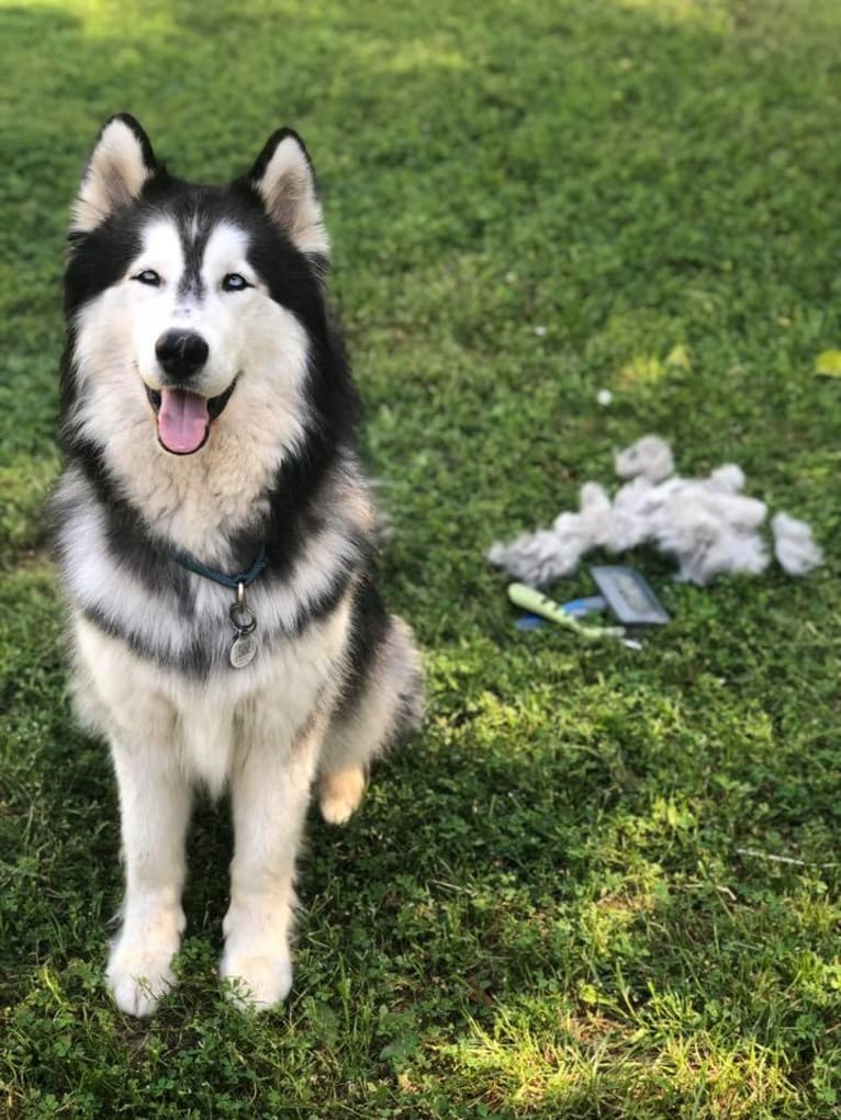 Zeke, a Siberian Husky (8.3% unresolved) tested with EmbarkVet.com