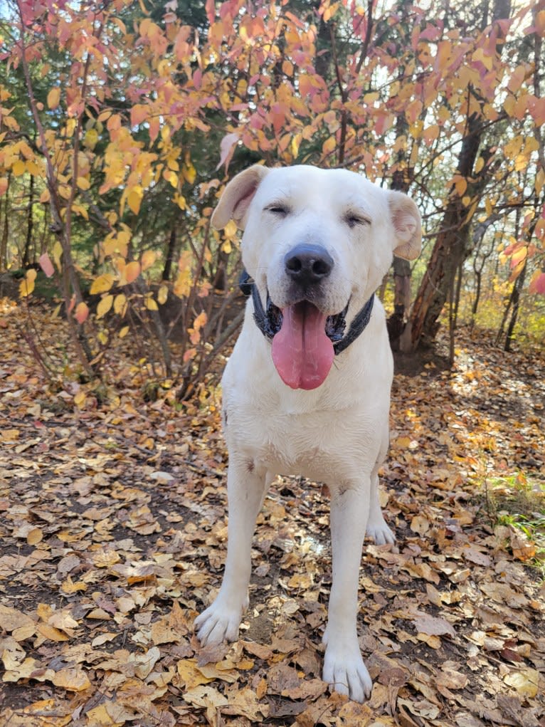 John Wick, an American Pit Bull Terrier and Saint Bernard mix tested with EmbarkVet.com