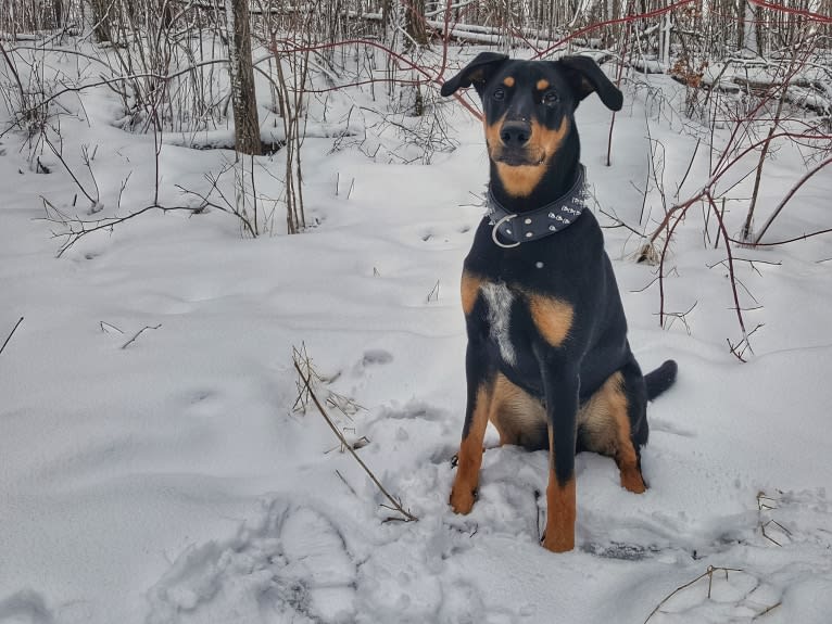 Hati, a Doberman Pinscher and German Shepherd Dog mix tested with EmbarkVet.com