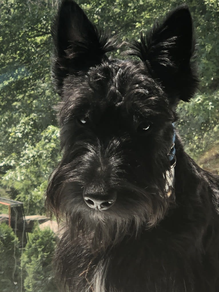 Finn McCool, a Scottish Terrier tested with EmbarkVet.com