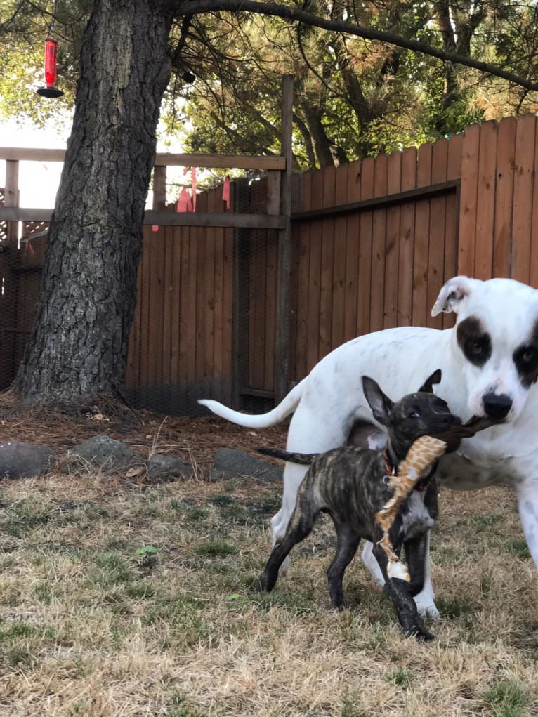 Aubin, an American Bulldog and Brittany mix tested with EmbarkVet.com