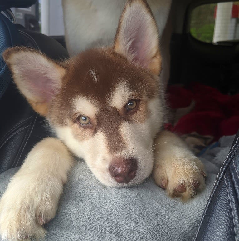 Gambit, a Siberian Husky and Australian Shepherd mix tested with EmbarkVet.com