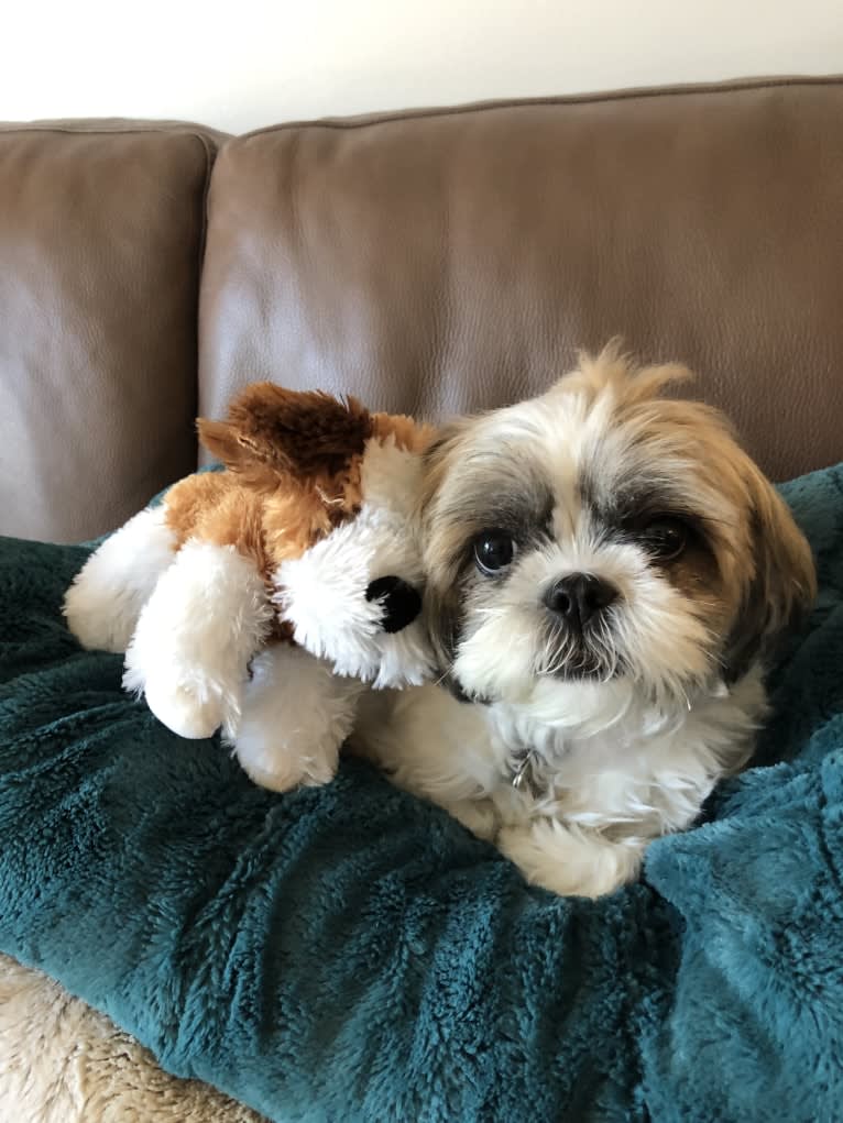 Zoe, a Shih Tzu tested with EmbarkVet.com