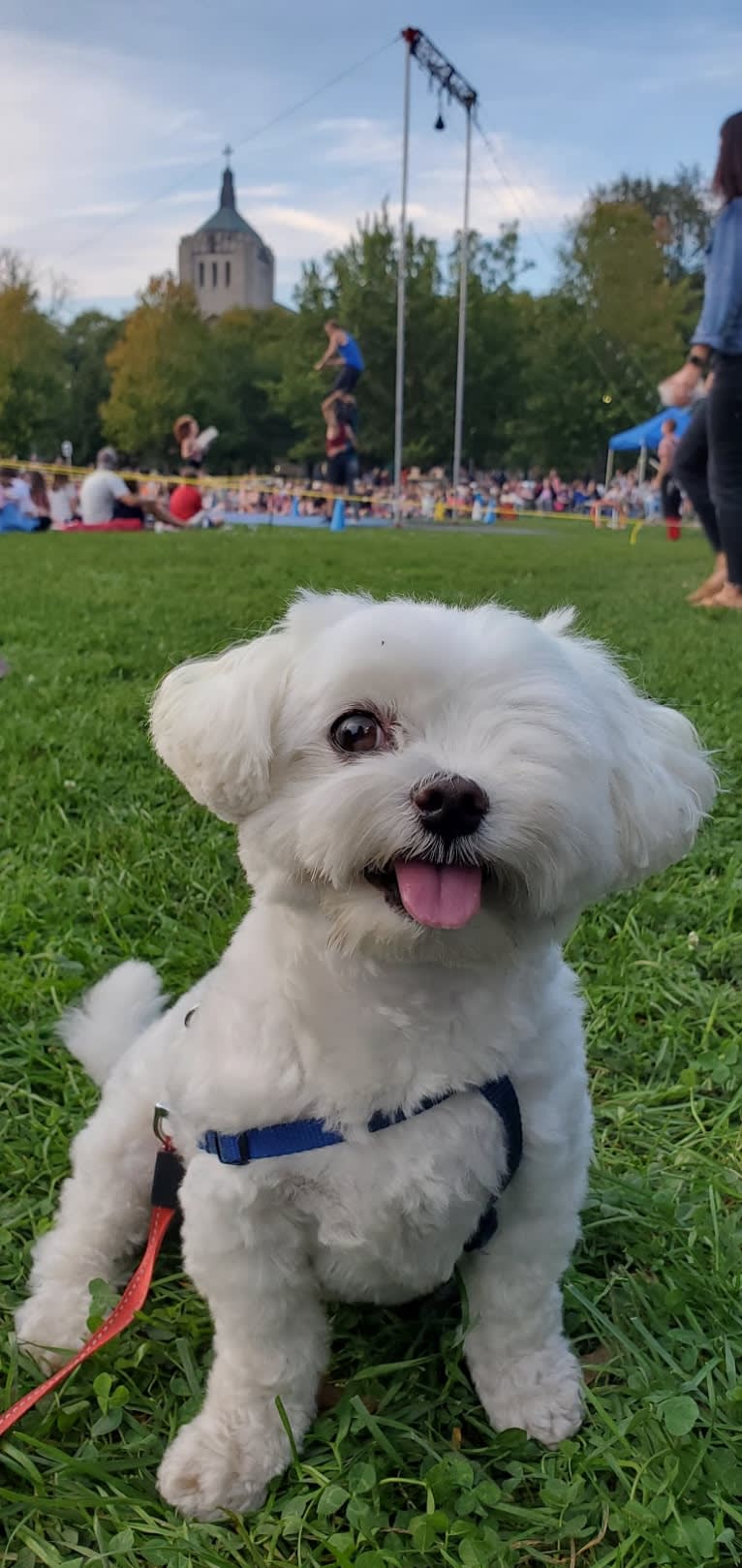 Franklin, a Maltese and Poodle (Small) mix tested with EmbarkVet.com