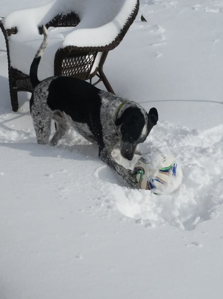 Max, a Border Collie and Pointer mix tested with EmbarkVet.com