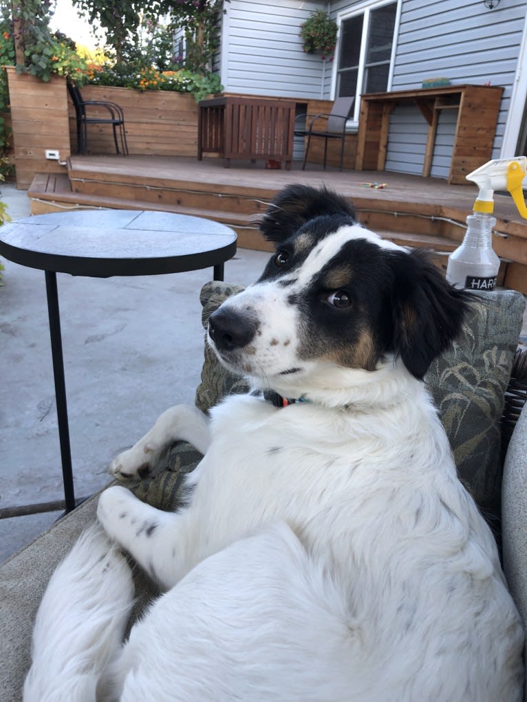 Max, a Collie and Labrador Retriever mix tested with EmbarkVet.com