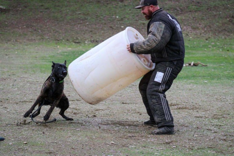 Static, a Dutch Shepherd tested with EmbarkVet.com