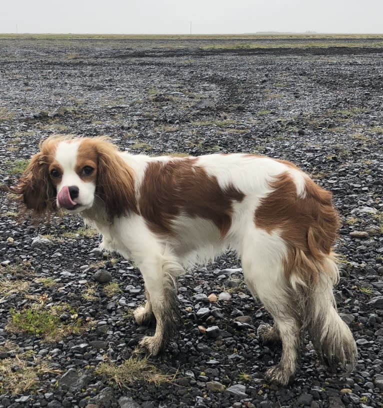 Momo, a Cavalier King Charles Spaniel tested with EmbarkVet.com