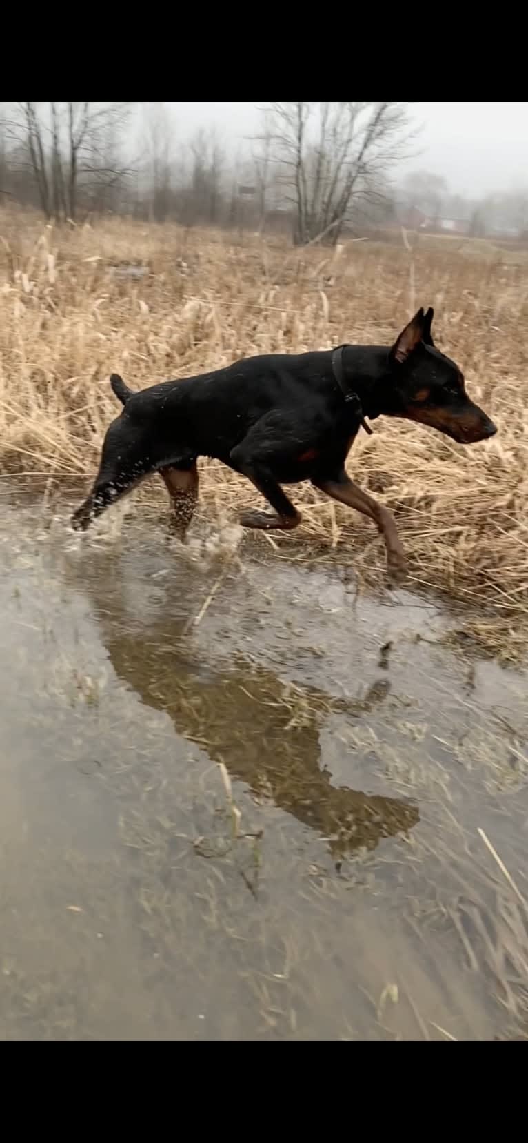 South Paw’s Nhaga, a Doberman Pinscher tested with EmbarkVet.com