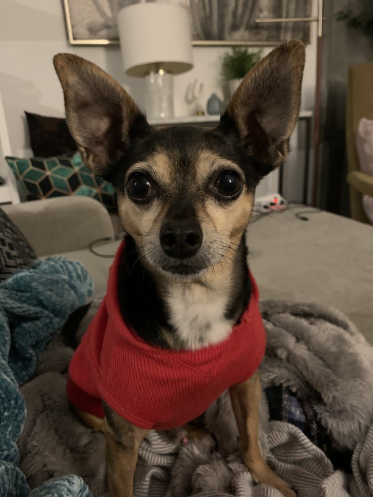Jonathan Peanutbutter, a Chihuahua and Rat Terrier mix tested with EmbarkVet.com