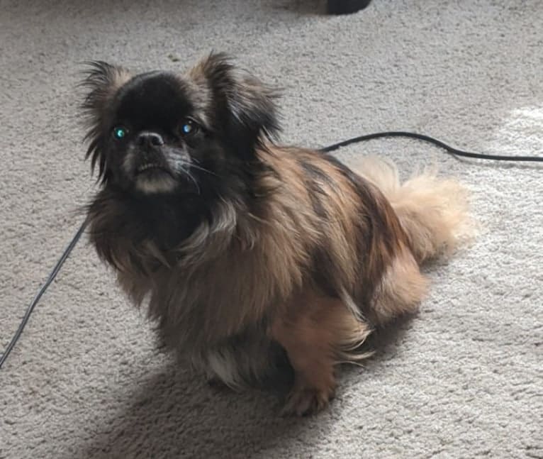 Rango, a Tibetan Spaniel and Papillon mix tested with EmbarkVet.com