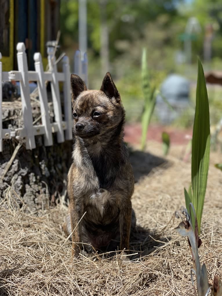 Harley Quinn Peacock, a Pomchi (12.0% unresolved) tested with EmbarkVet.com