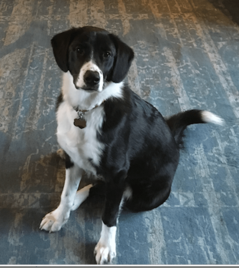 Nelson, a Great Pyrenees and Beagle mix tested with EmbarkVet.com