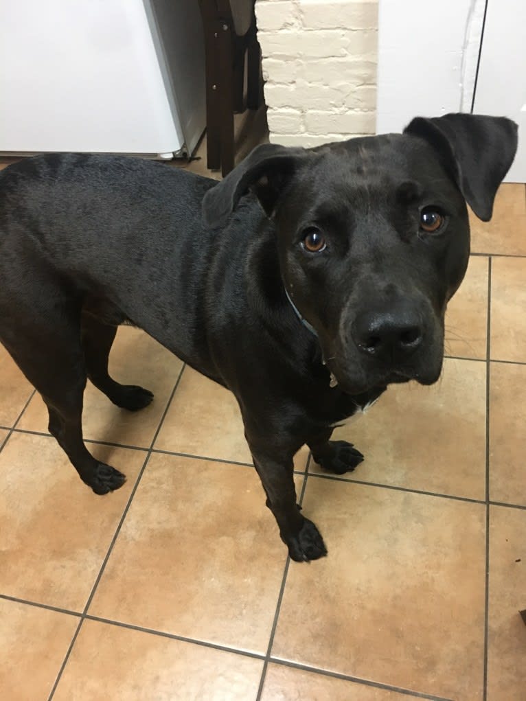 Teddy, an American Pit Bull Terrier and American Staffordshire Terrier mix tested with EmbarkVet.com