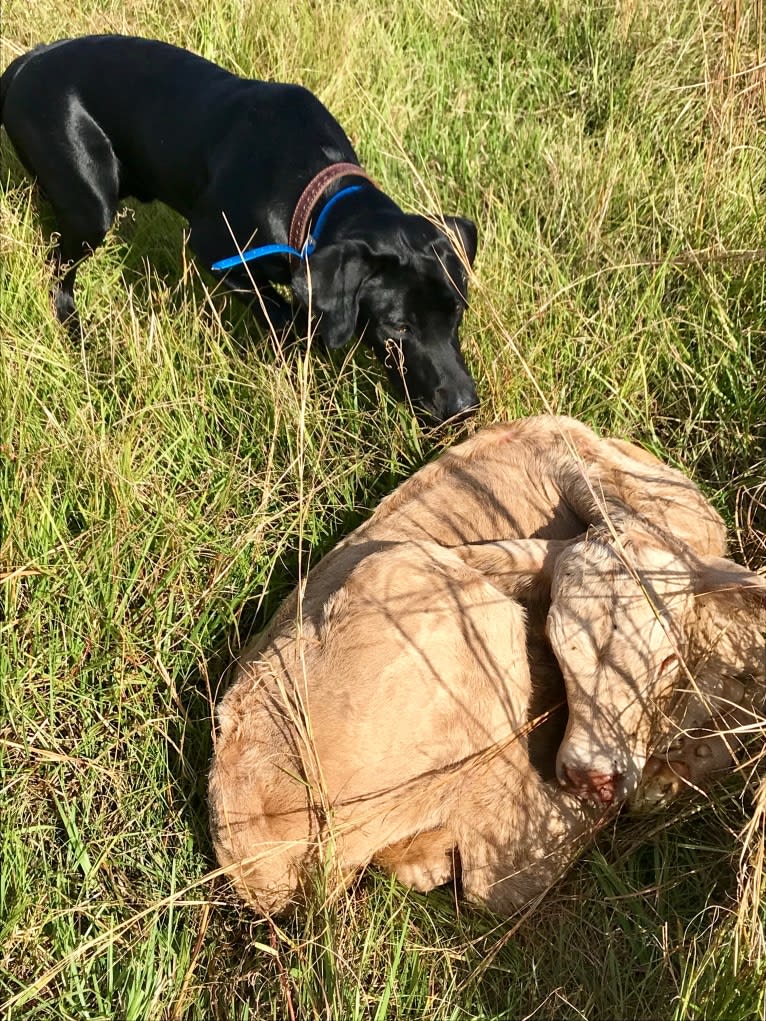 Gallatin, a Labrador Retriever tested with EmbarkVet.com