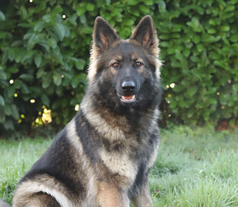 Fëalócëllen Eltänin, a German Shepherd Dog tested with EmbarkVet.com