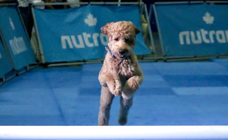 Pharaoh, a Goldendoodle tested with EmbarkVet.com