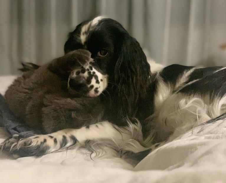 Nico, a Cocker Spaniel and English Cocker Spaniel mix tested with EmbarkVet.com