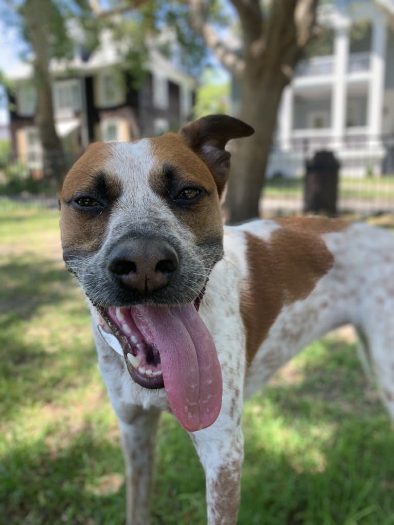 Hollyhox, an American Pit Bull Terrier and Australian Cattle Dog mix tested with EmbarkVet.com
