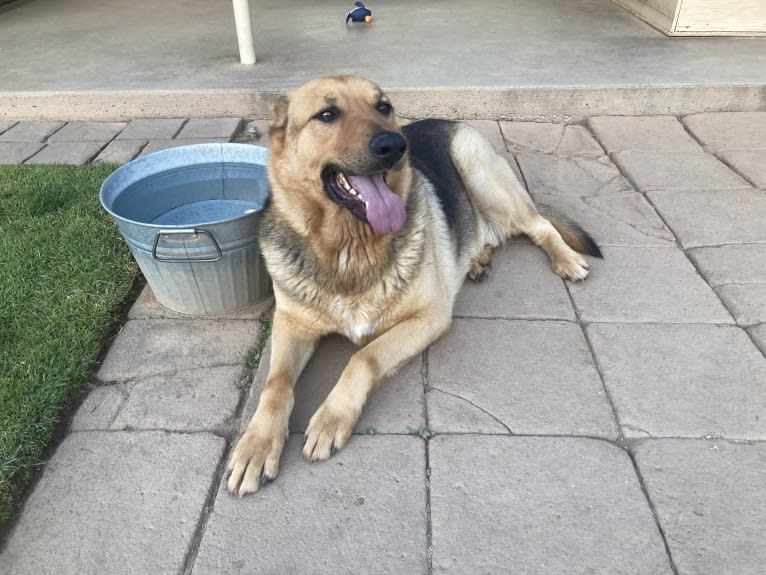 Lukas, a German Shepherd Dog and Australian Cattle Dog mix tested with EmbarkVet.com