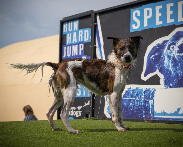 Bender, a Whippet and Border Collie mix tested with EmbarkVet.com