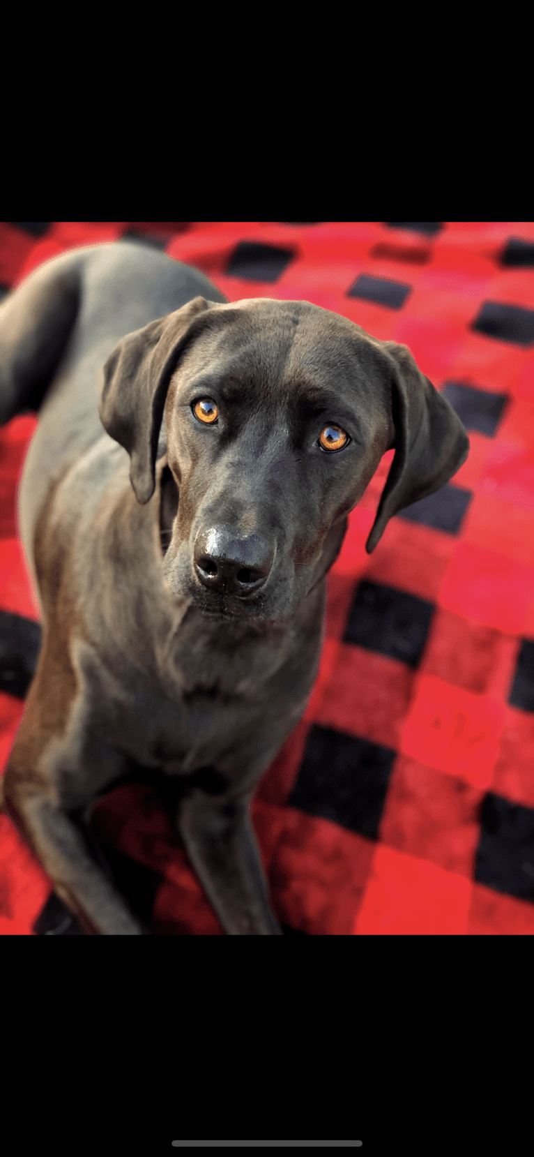 Hazel, a Labrador Retriever and Redbone Coonhound mix tested with EmbarkVet.com