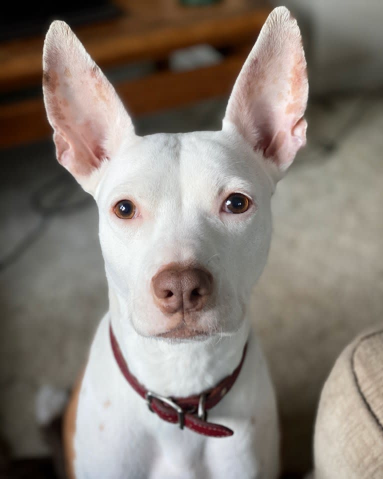 Penelope, a Staffordshire Terrier and Pharaoh Hound mix tested with EmbarkVet.com