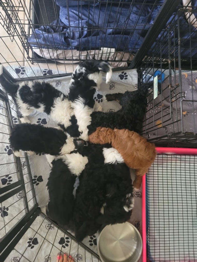 George, a Bernedoodle tested with EmbarkVet.com