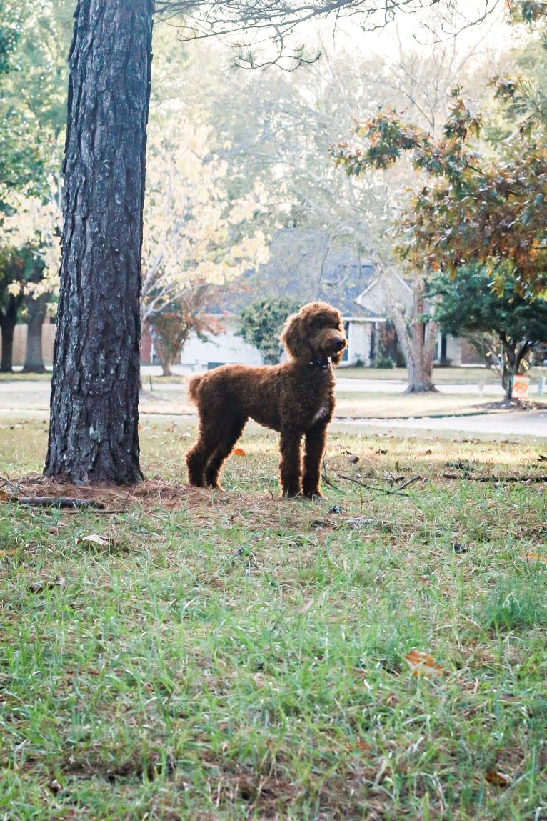 Rowdy, a Poodle (Standard) tested with EmbarkVet.com