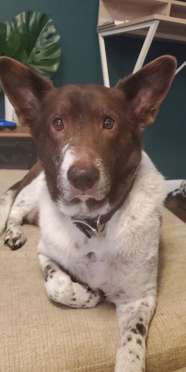 Pippin, a Great Pyrenees and Labrador Retriever mix tested with EmbarkVet.com