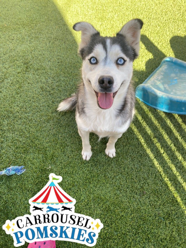 Precious Yordy, a Siberian Husky and Pomeranian mix tested with EmbarkVet.com