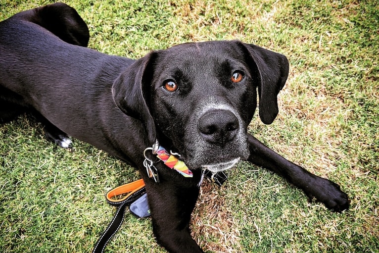 Bailey Bodie, an American Pit Bull Terrier and Catahoula Leopard Dog mix tested with EmbarkVet.com