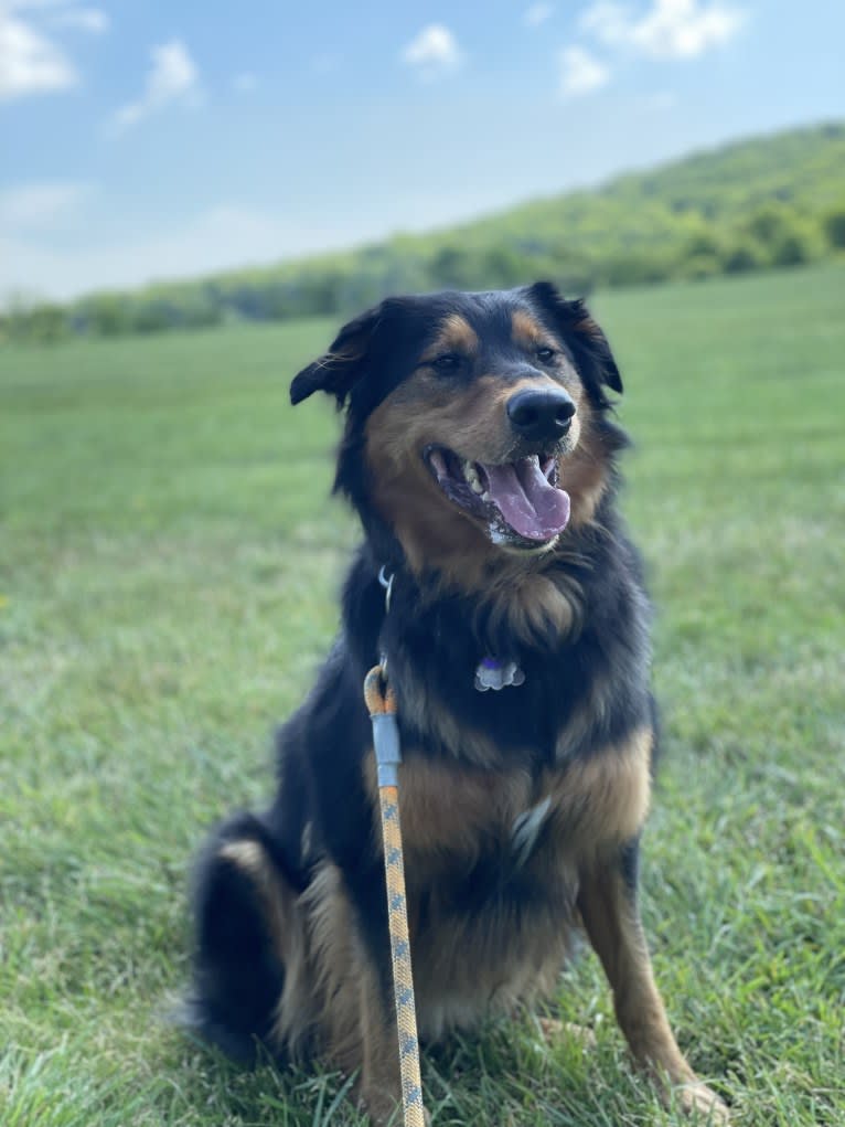 Louie, an English Shepherd tested with EmbarkVet.com