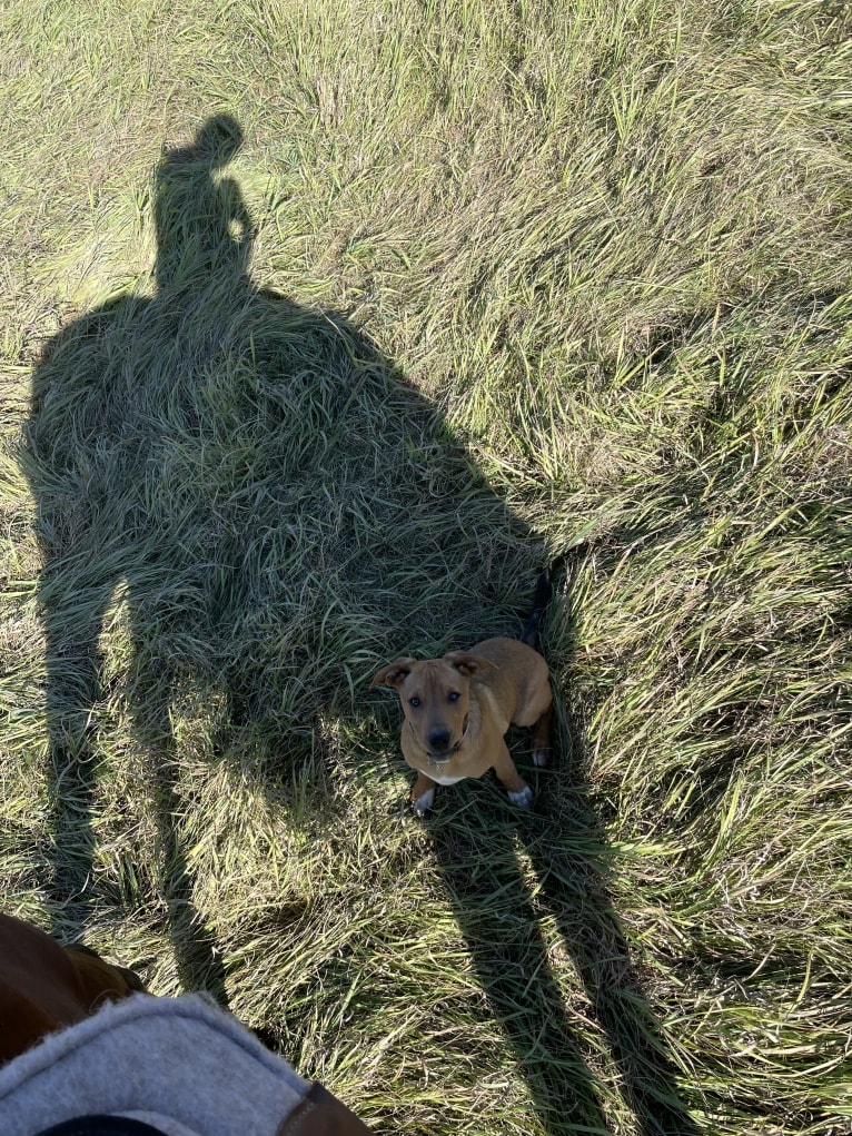 Winston, an Australian Cattle Dog and Border Collie mix tested with EmbarkVet.com