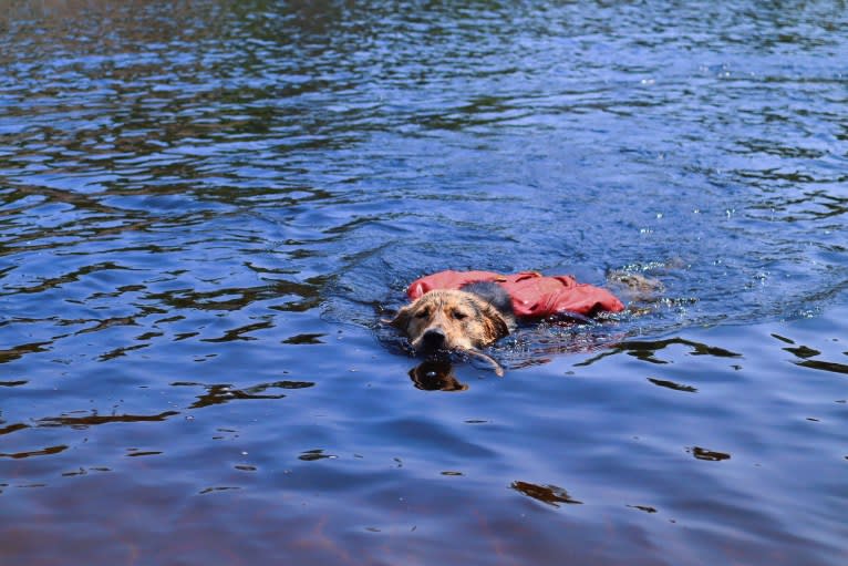 Enzo, a Labrador Retriever and German Shepherd Dog mix tested with EmbarkVet.com