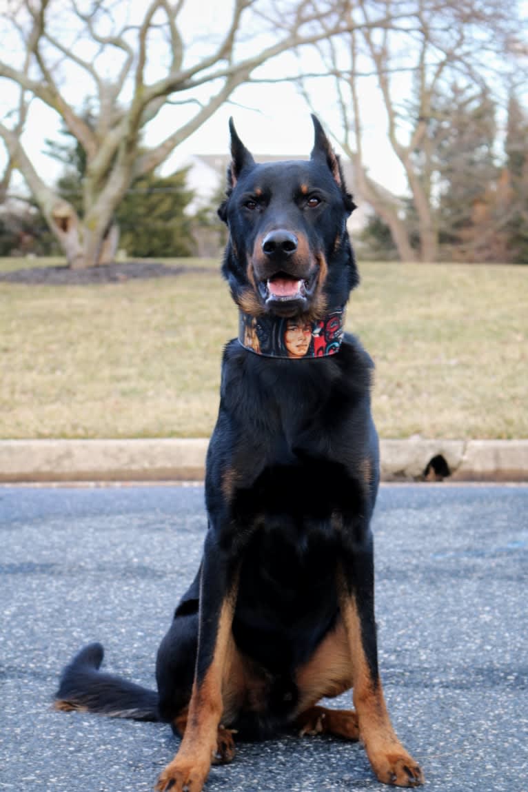 Kenai, a Beauceron tested with EmbarkVet.com