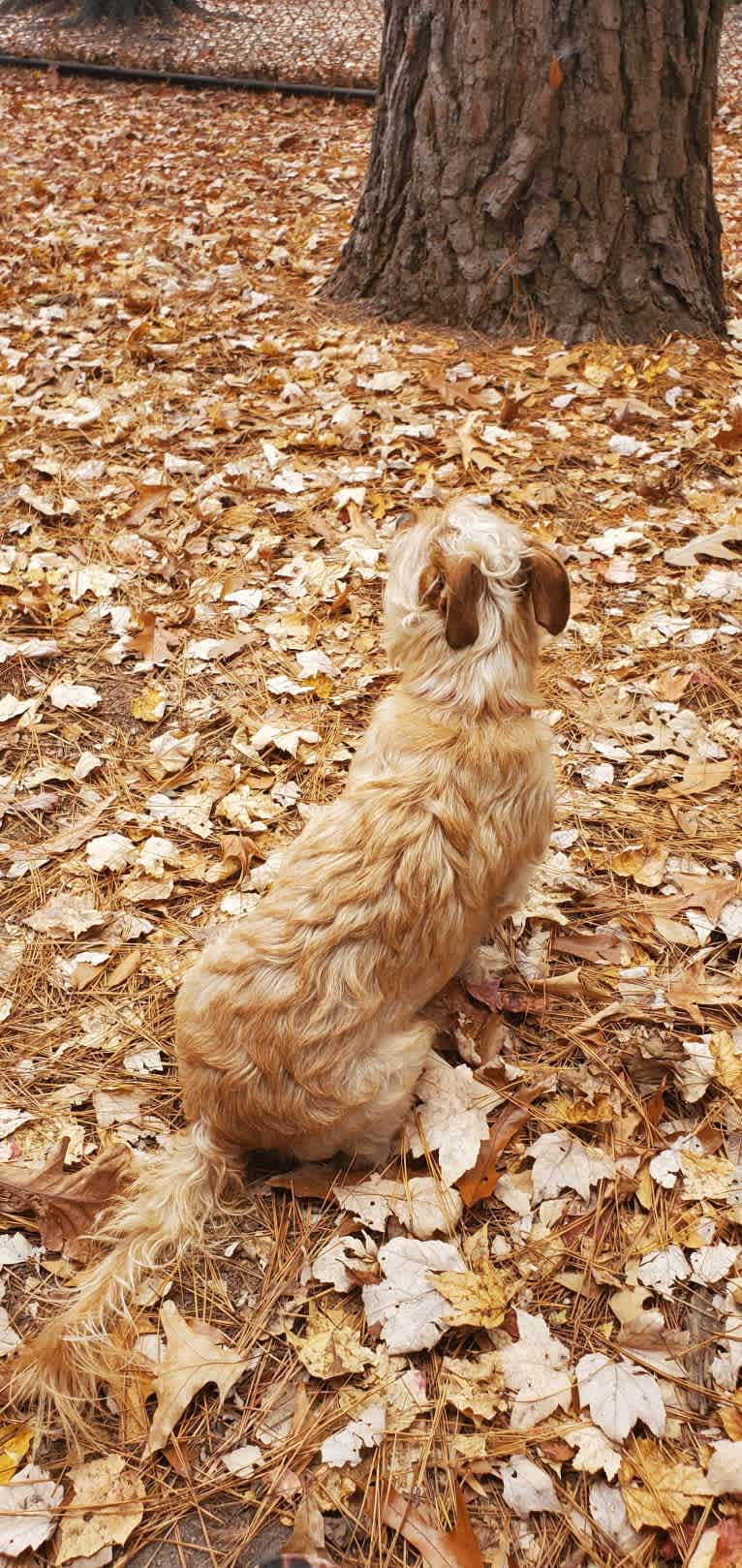 Chipper, a Poodle (Small) and American Staffordshire Terrier mix tested with EmbarkVet.com