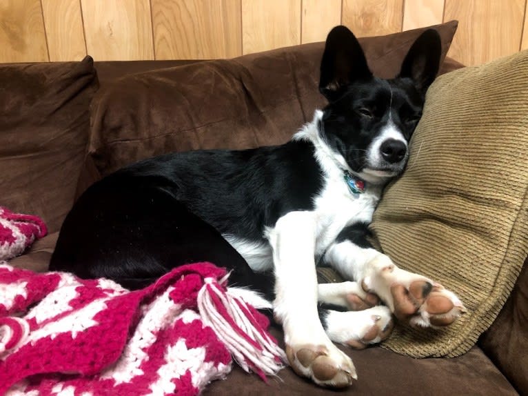 Newt, an Australian Cattle Dog and Border Collie mix tested with EmbarkVet.com